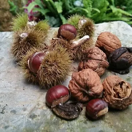 Casa De Aldea La Galea *
